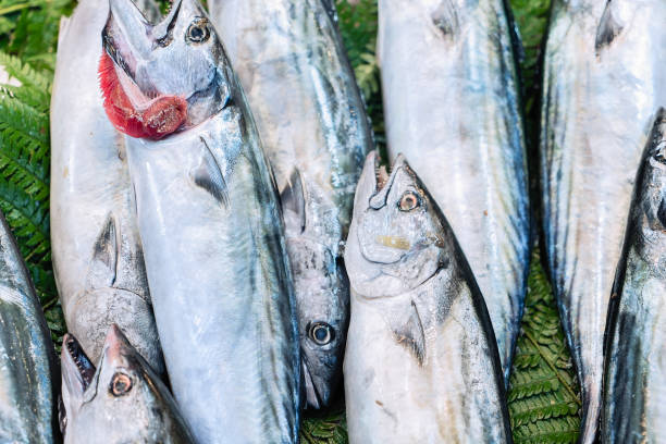 istock Bonito Fish in fish market 1036681550