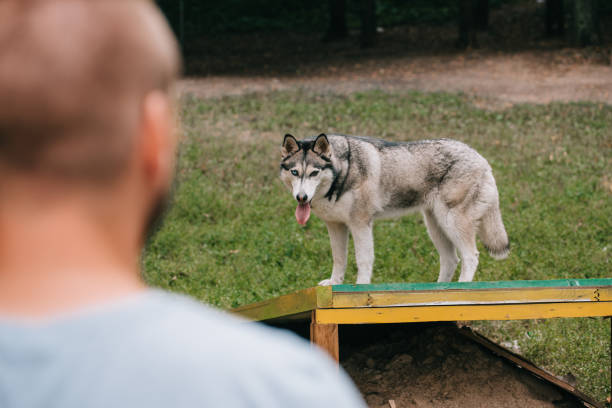 istock selective focus of man with siberian husky dog in obedience class 1036682142