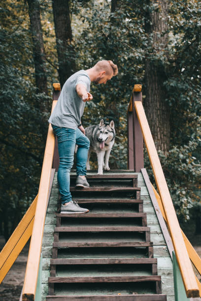istock dog trainer with obedient husky dog on stairs obstacle 1036682148