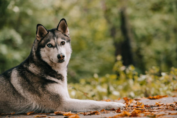 istock siberian husky dog lying in autumn park 1036682864