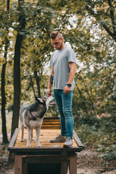 istock young cynologist training siberian husky on dog walk obstacle 1036683316
