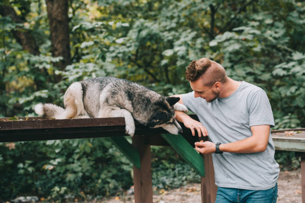 istock handsome man with siberian husky dog in park 1036683394