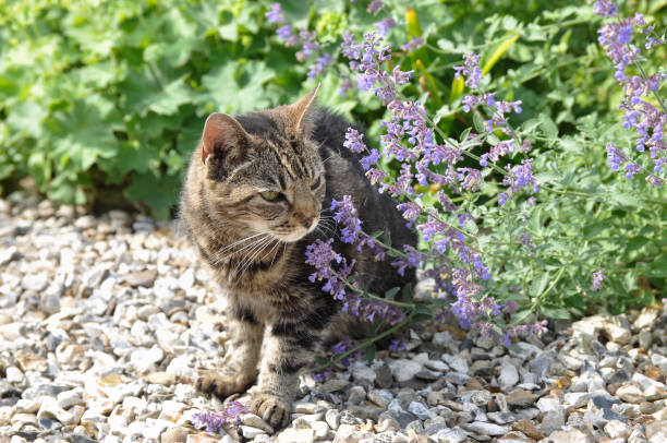 Tabby cat smelling the catmint stock photo