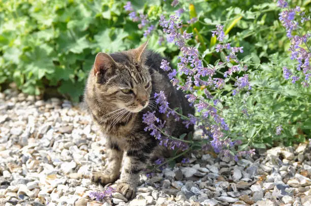 Photo of Tabby cat smelling the catmint