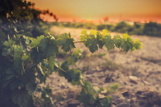 виноградники n район ниева (сеговия, испания) датируются 12 веком. белые вина винограда высочайшего качества, принадлежащие rueda обозначение п - designation стоковые фото и изображения