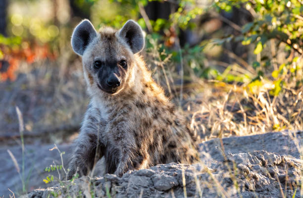 istock Stripped hyena, Botswana Africa wildlife 1036701962