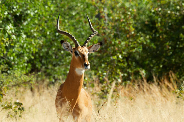istock Impala antelope Moremi Botswana, Africa wildlife 1036701974