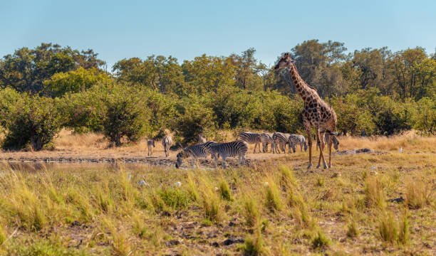 istock Zebra and giraffe in bush, Botsvana Africa wildlife 1036702000