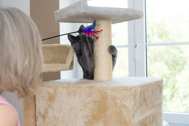 istock gray shorthair cat playful 1036702230