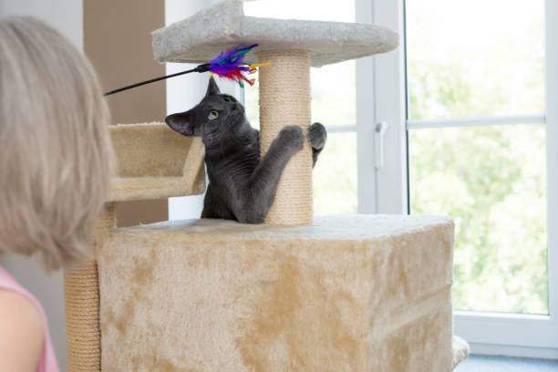 istock gray shorthair cat playful 1036702370