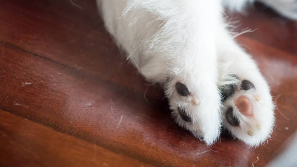 istock Dog feet close up 1036702982