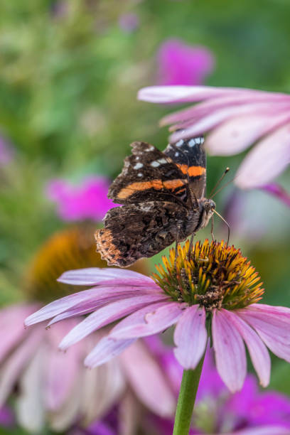istock Vanessa atalanta, the red admiral butterfly 1036703180