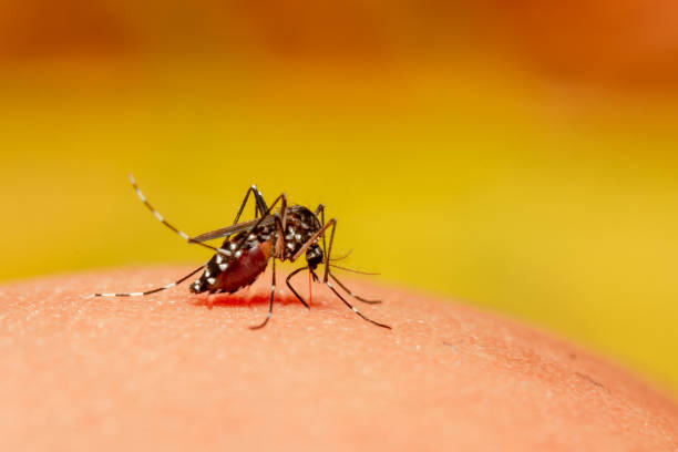 mosquito cerca - mosquito malaria parasite biting insect fotografías e imágenes de stock