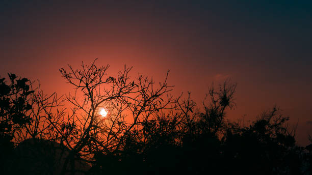 Sunset seen behind the bushes in Serra negra, Bezerros, Pernambuco, Brazil