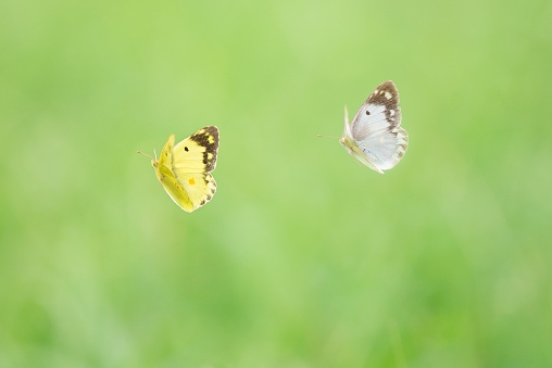 Couple of white and yellow butterflies fly over a grass field.