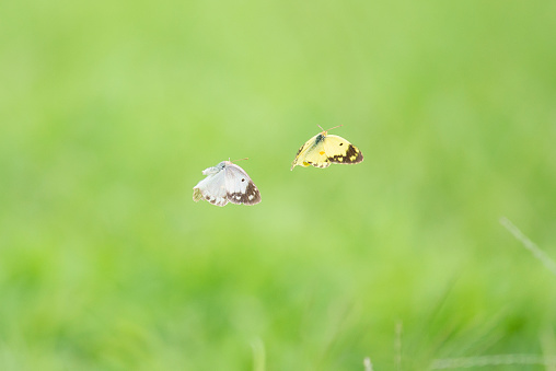 Couple of white and yellow butterflies fly over a grass field.