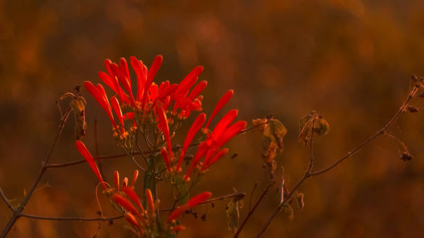 istock Semi arid flowers lit by the sunset 1036722894