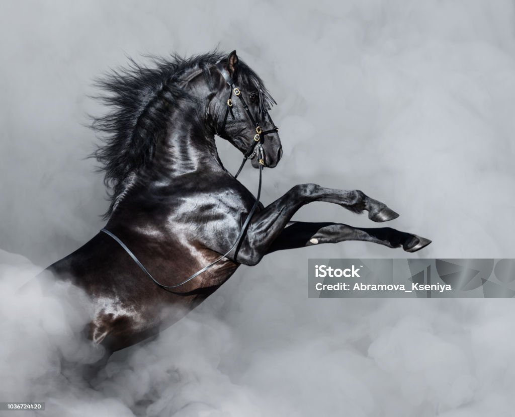 Black Andalusian horse rearing in smoke. Black Andalusian horse rearing in light smoke. Horse Stock Photo