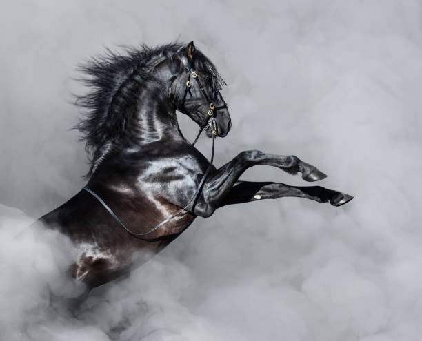 black andalusian horse rearing in smoke. - stallion imagens e fotografias de stock