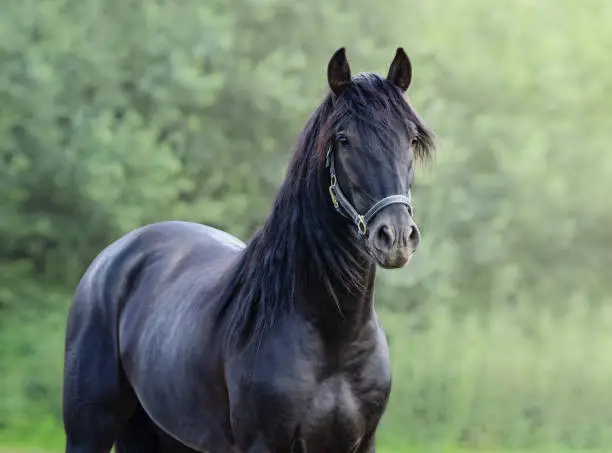 Portrait closeup of black Spanish horse on blurred nature background.