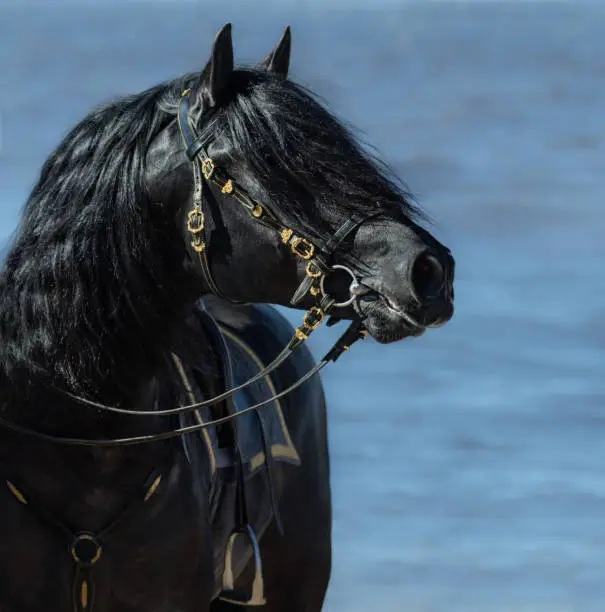 Portrait of black Spanish horse in beautiful bridle on sea background.