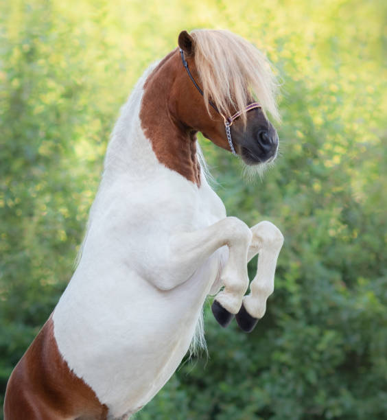 istock Skewbald American Miniature Horse with long forelock rearing. 1036724486