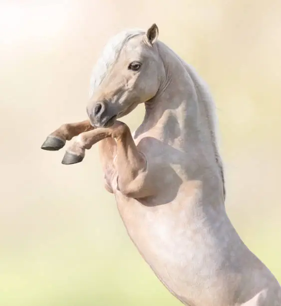 Portrait closeup of  palomino American Miniature Horse rearing on blur background.