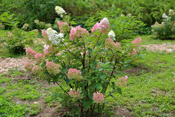 hydrangea paniculata plant - limelight imagens e fotografias de stock