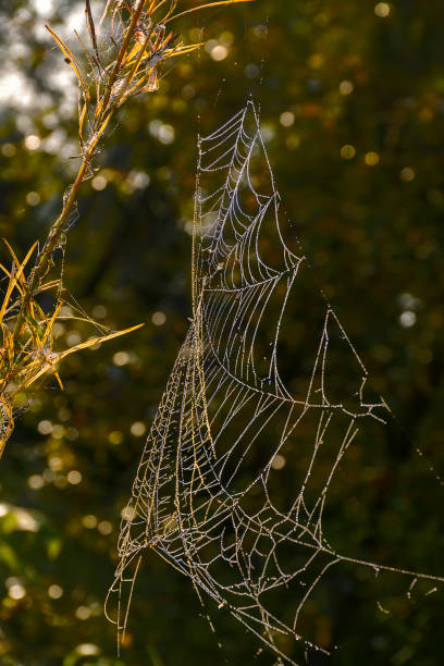 istock Covered with droplets of dew a cobweb. Early autumn morning. 1036730856