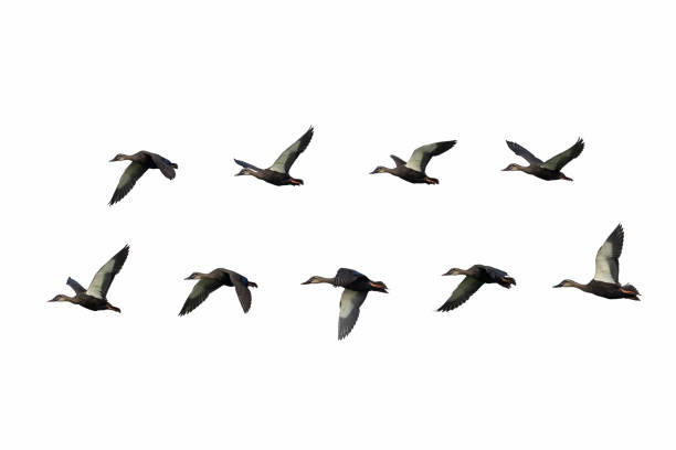 istock spot billed ducks in flying with a white background 1036735888