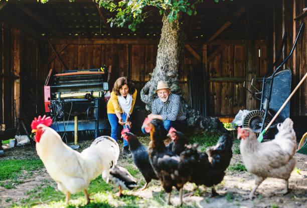 istock A senior couple with hens on a farm. 1036745874