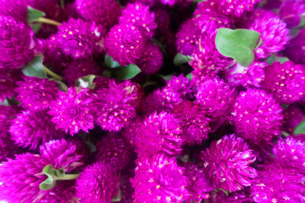 istock Beautiful Pink Flowers 1036746446