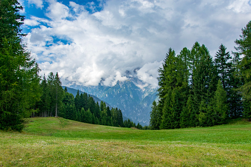 Beautiful view of a mountain peak in the clouds having in the front a beautiful meadow surrounded by pine-trees in Auronzo di Cadore italy