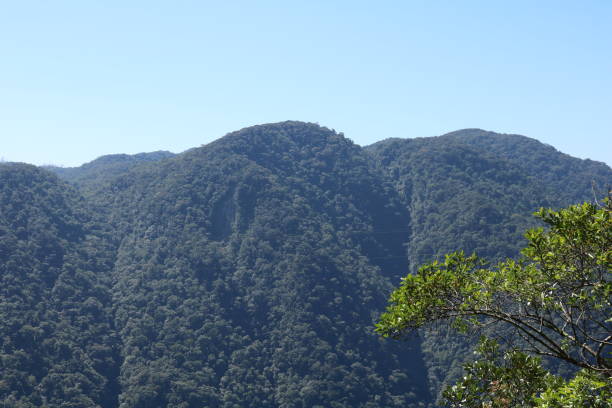 istock Green tropical forest trees and blue sky background 1036754324