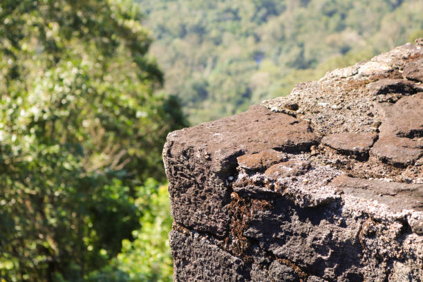 Atlantic forest in Brazil