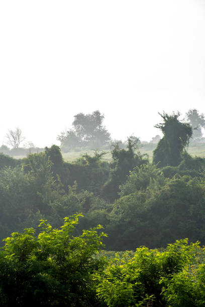 istock Foggy landscape in Turkey 1036758332