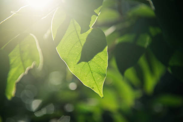 istock Green leaves on the branches tree with sunlight in the morning. 1036763580