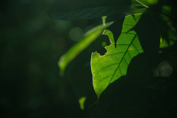 istock Green leaves on the branches tree with sunlight in the morning. 1036763630