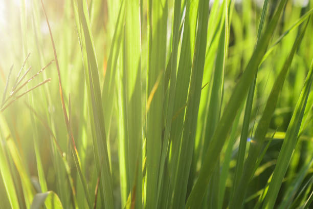 lemongrass grown in the vegetable garden, herbs have medicinal properties. - lemon grass imagens e fotografias de stock