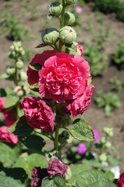 Big double red flowers of common hollyhock