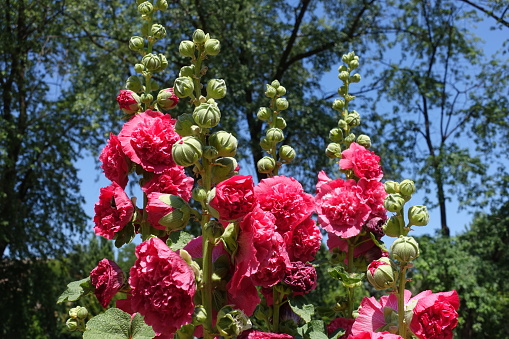 Group of common hollyhocks with double red flowers against blue sky