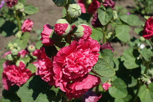 Closeup of buds of double red flowers of common hollyhock