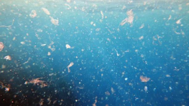 Sea water contaminated by micro plastic. Detailed photography of sea water contaminated by micro plastic. Environment pollution concept. microplastic stock pictures, royalty-free photos & images