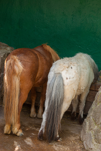 Two ponies showing their cute backs while having lunch in a stable