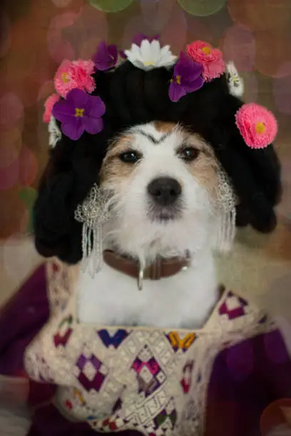 Dog dressed as frida kahlo with floral head wreath. Halloween  or carnival costume for pets.