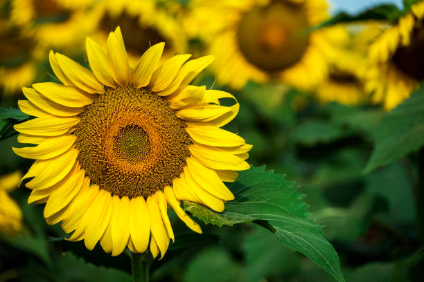 istock Glowing sunflower from behind in Turkey 1036784784