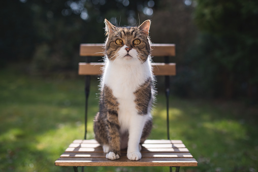 british shorthair cat sitting on wooden garden chair