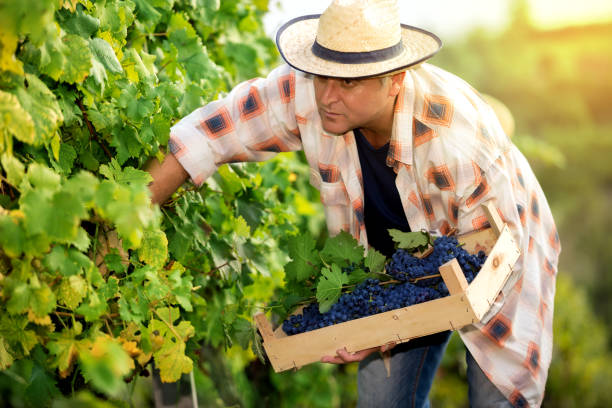Man in Vineyard Harvesting Grapes