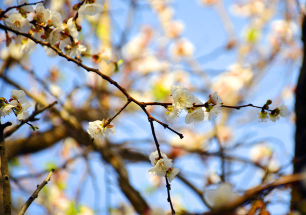 istock Flowers of small trees 1036788630
