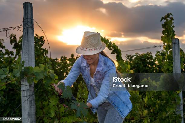Woman In Vineyard Harvesting Grapes Stock Photo - Download Image Now - 2015, Adult, Agriculture